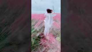 Pink Muhly Grass，Cloud Grass [upl. by Nylirret]