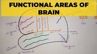 Sulci and Gyri on Inferior Surface of Cerebrum  Neuroanatomy [upl. by Cacilia]