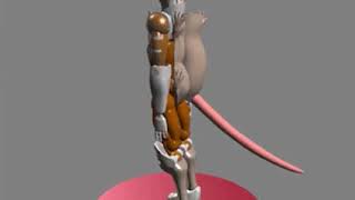 Beast Wars Test Computer Animations Rattrap [upl. by Goebel257]