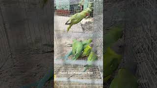 Parrot and Alexandrine Bird parrot alexandrine birds satisfying relaxing entertainment [upl. by Seymour]