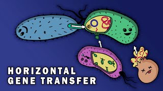 CONJUGATION TRANSFORMATION TRANSDUCTION HORIZONTAL GENE TRANSFER [upl. by Zosima]