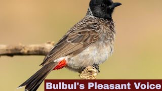 13 Red Vented Bulbul Bird Singing  Pycnonotidae Calling Sound  Indian Bird watching [upl. by Augie130]