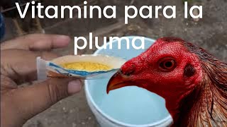 vitaminas para la pelecha de tus gallos Elpoderdelgallo [upl. by Rhianon402]