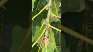 Sessile oak  twig amp buds  July 2024 [upl. by Ellennej]