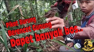 PIKAT BURUNG BERENCET GUNUNG Napothera crassa DAPET BANYAK [upl. by Ahtebat86]