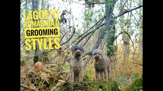 Lagotto Romagnolo grooming styles [upl. by Ised]