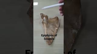 Epiphysis of Scapula [upl. by Toomin519]