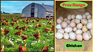 Modern Free Range Chicken Farming  Free Range Chicken Egg Harvesting Technique [upl. by Heiner]