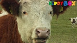 Bauernhof Tiere  Kühe  Cows  KIDDYBOXTV [upl. by Eniamaj]