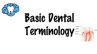 Basic Dental Terminology [upl. by Elnar]