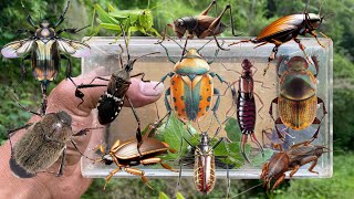 Hunting beetles‼️catch golden beetle longhorn beetle stag beetle mole cricket insect earwig bug [upl. by Nyrrad]