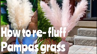 How to prepare your Pampas Grass  Refluff Pampas Grass  How fluff up Pampas Grass [upl. by Schatz580]