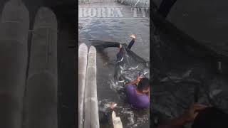 Harvesting milkfish fishing fish [upl. by Urial]