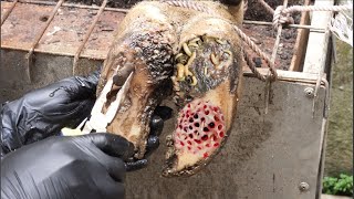 Cut Trim and Cleaning Screw with Wood WAS STUCK IN cows hoof [upl. by Erasaec]