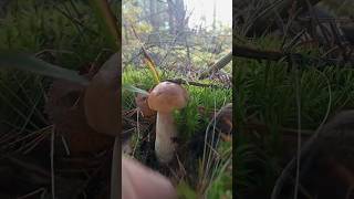 Porcini mushrooms amazing mushroom followme [upl. by Irrehs]