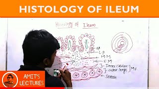 Draw histological diagram of Ileum in 1 minute  Rapid Histology  Amits Lectures  UHS [upl. by Cathy94]