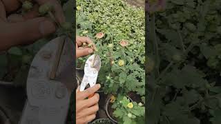 Pruning plant trending natureplants viralshorts youtubeshort pruning prune dahlia [upl. by Quigley]