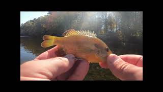 Fishing the Lower Mountain Fork River for Not Trout still no Pickerel [upl. by Flemings501]