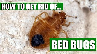 How To Get Rid Of Bed Bugs Guaranteed 4 Easy Steps [upl. by Atirhs]