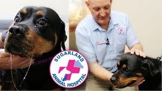 MASTICATORY MYOSITIS IN ROTTWEILERS [upl. by Vasilis]