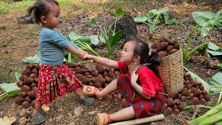 180 Days Harvesting taro Make table Taiwanese berries Cucumbers amp Vegetable goes to market sell [upl. by Evod]