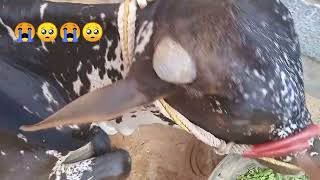 kal Bakra Eid hai cow pareshan ho gai🥺😭❤️ subscribe now❤️❤️ [upl. by Einahpad380]