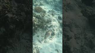 Porcupinefish Diodon Nicthemerus kogelvis scubadiving snorkeling scubadivingadventures scuba [upl. by Annet]