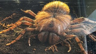 5 Shocking Giant Prehistoric Spiders [upl. by Annekahs8]