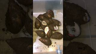 African Giant Snail Care  Estivation Unleashed [upl. by Blessington]