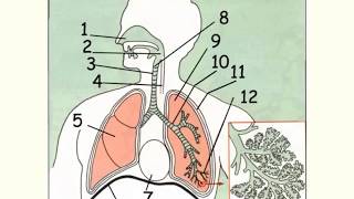 Lappareil respiratoire anatomie et fonctions [upl. by Kenna27]