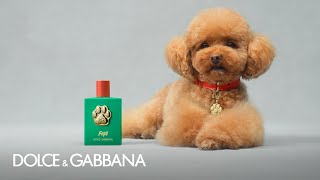 DGFefé the fragrance mist for dogs by DolceGabbana [upl. by Daahsar]