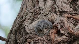 Eastern Screech Owl [upl. by Orr]