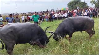 Bullfights Goa  Traditional Dhirio Sport [upl. by Akinihs712]