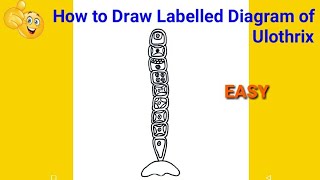 how to draw ulothrix  how to draw diagram of ulothrix class 10  diagram of ulothrix [upl. by Nylhsa206]