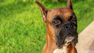 Boxer Dogs amp Dewclaw Removal  Should You Do It [upl. by Ahcila]