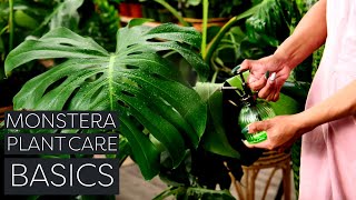 Monstera Deliciosa Plant Care Beginner Swiss Cheese Plant Tips [upl. by Ivatts]