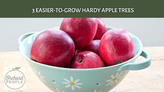 Three of the Easiest Apple Trees to Grow in Cold Climates appletrees fruittrees organic [upl. by Asserat]