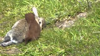 Wezel pakt konijn In natuurpark Oranjezon vrouwenpolder deel 3 en even wegbrengen [upl. by Aivull]