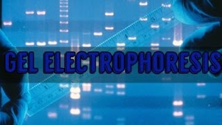 Gel Electrophoresis [upl. by Eidob]