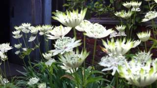 Astrantia Aconitum amp Bumble Bees [upl. by Gavette261]