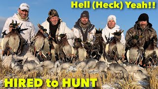 Hired to Hunt Season 7 13 Snow Mallards amp Snows  Duck and Goose Hunting Limit Hunts in Alberta [upl. by Ayel]