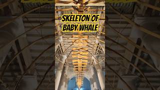 😱BIG SKELETON OF BABY WHALE 🐳 [upl. by Faludi768]