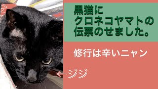 黒猫にクロネコヤマトの伝票のせました [upl. by Saxet]