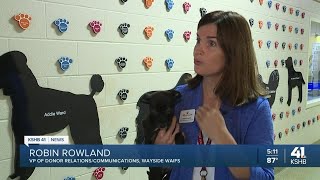 Wayside Waifs holds puppy adoption special [upl. by Regni]