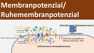 Membranpotential  Ruhepotential  Ruhemembranpotential Biologie Neurobiologie Oberstufe [upl. by Eirb]