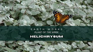 Discover Helichrysum in Your Garden 🌿✨  Jacksonville Plant of the Week [upl. by Ahsael]