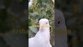 Saharanpuri kabootarhighflyingpigeons pigeonvideo pigeonstatus youtubeshorts kabutarstatus [upl. by Wadsworth725]