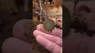 1916 Canadian Large Cent  Minelab Manticore Metal Detecting metaldetecting minelab [upl. by Attecnoc]