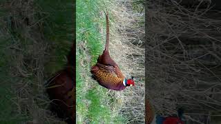 Ringnecked Pheasant Common Pheasant Phasianus colchicus  Observed in Description [upl. by Ainorev]