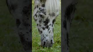 Uncovering Secrets Rarest Horse in Horse Life Shorts [upl. by Yhtomiht]